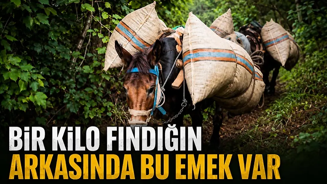 Bir Kilo Fındığın Arkasında Bu Emek Var