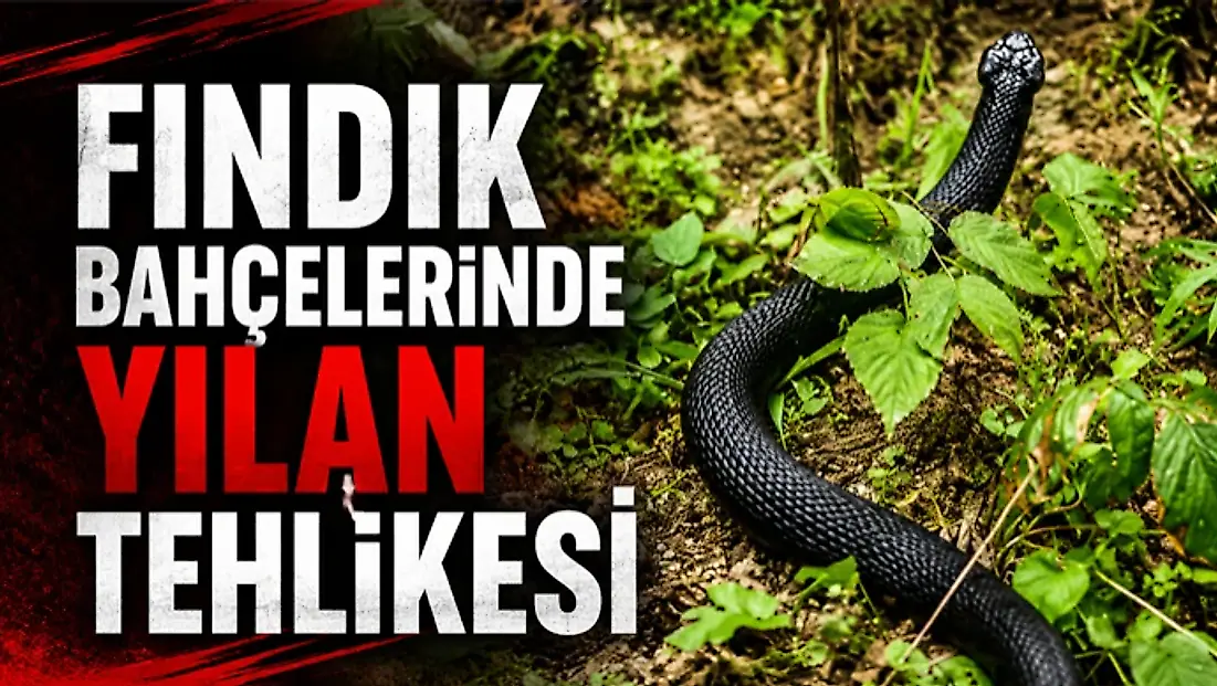 FINDIK BAHÇELERİNDE YILAN TEHLİKESİ