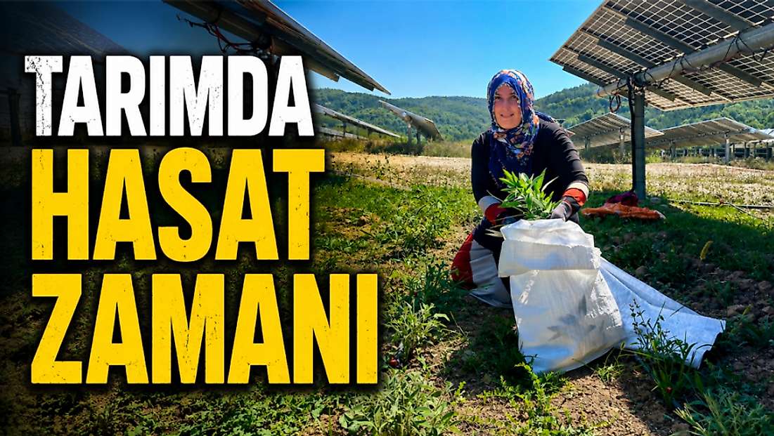 Tarımda Hasat Zamanı