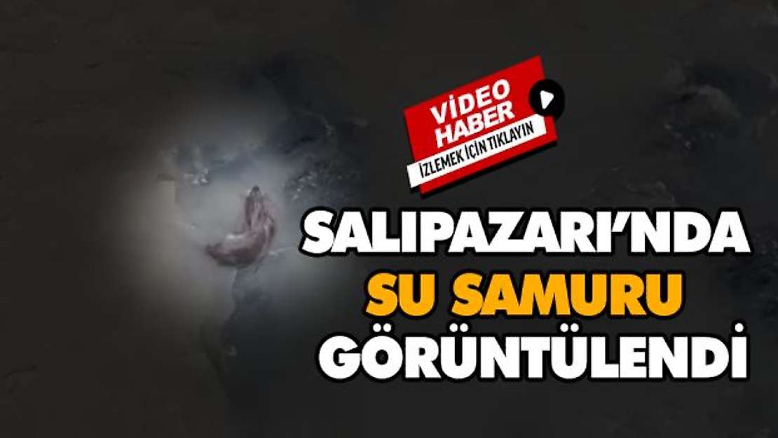 Salıpazarı'nda Su Samuru Görüntülendi