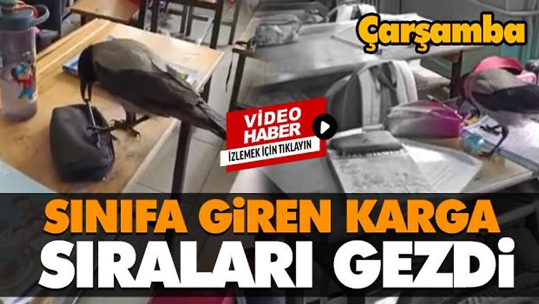 Sınıfa Giren Karga Sıraları Gezdi