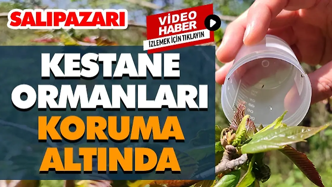 Salıpazarı'nda Kestane Ormanları Koruma Altında