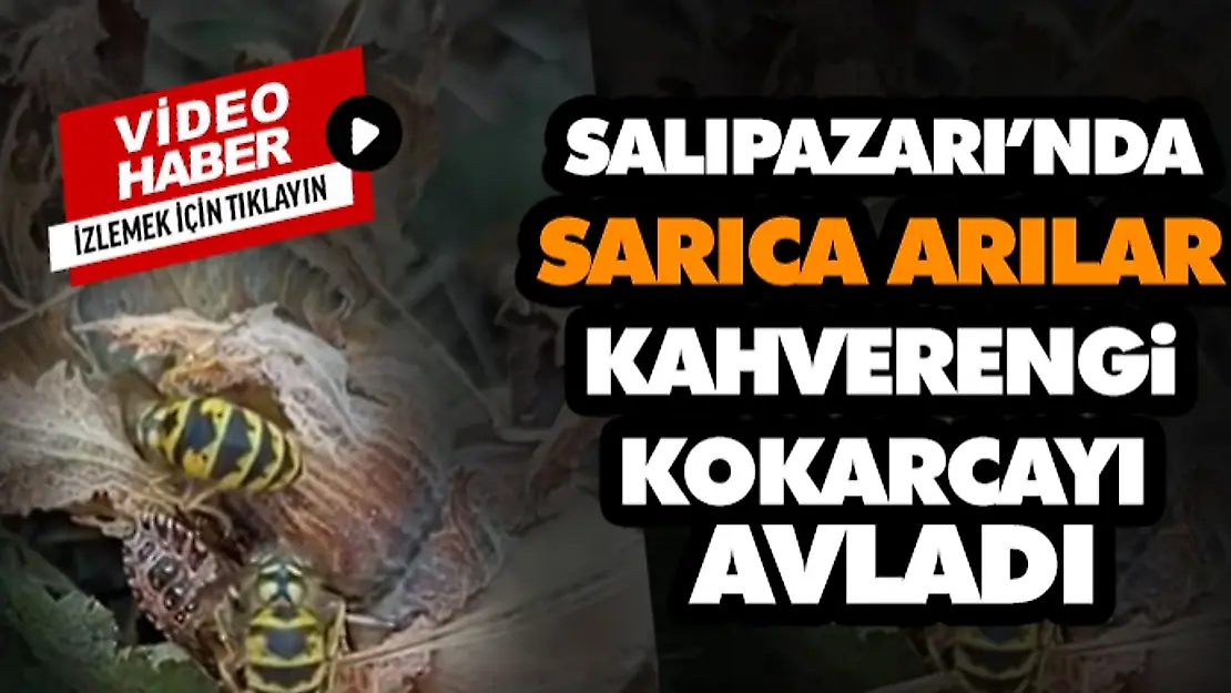 Salıpazarı'nda Sarıca Arılar Kahverengi Kokarcayı Avladı