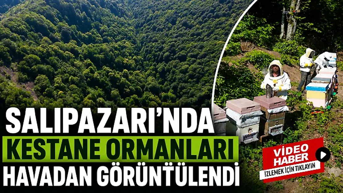 Salıpazarı'nda Kestane Ormanları Havadan Görüntülendi