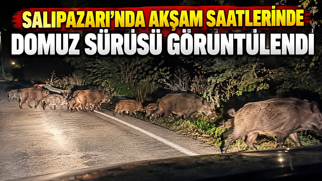 Salıpazarı'nda Akşam Saatlerinde Domuz Sürüsü Görüntülendi