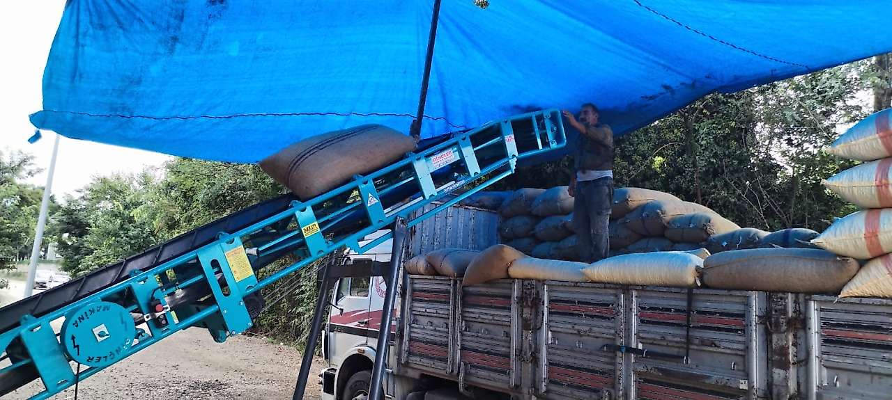 Salıpazarı Üreticisi TMO'ya Yöneldi: Günde 100 Ton Alım