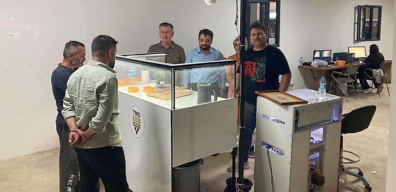 Çarşamba'da Üretici TMO'ya Fındığını Teslim Ediyor