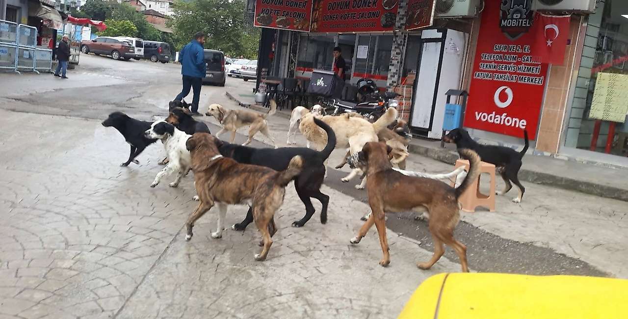 Sahipli Köpekleri Salıpazarı'na Bıraktılar: Ceza Gündemde
