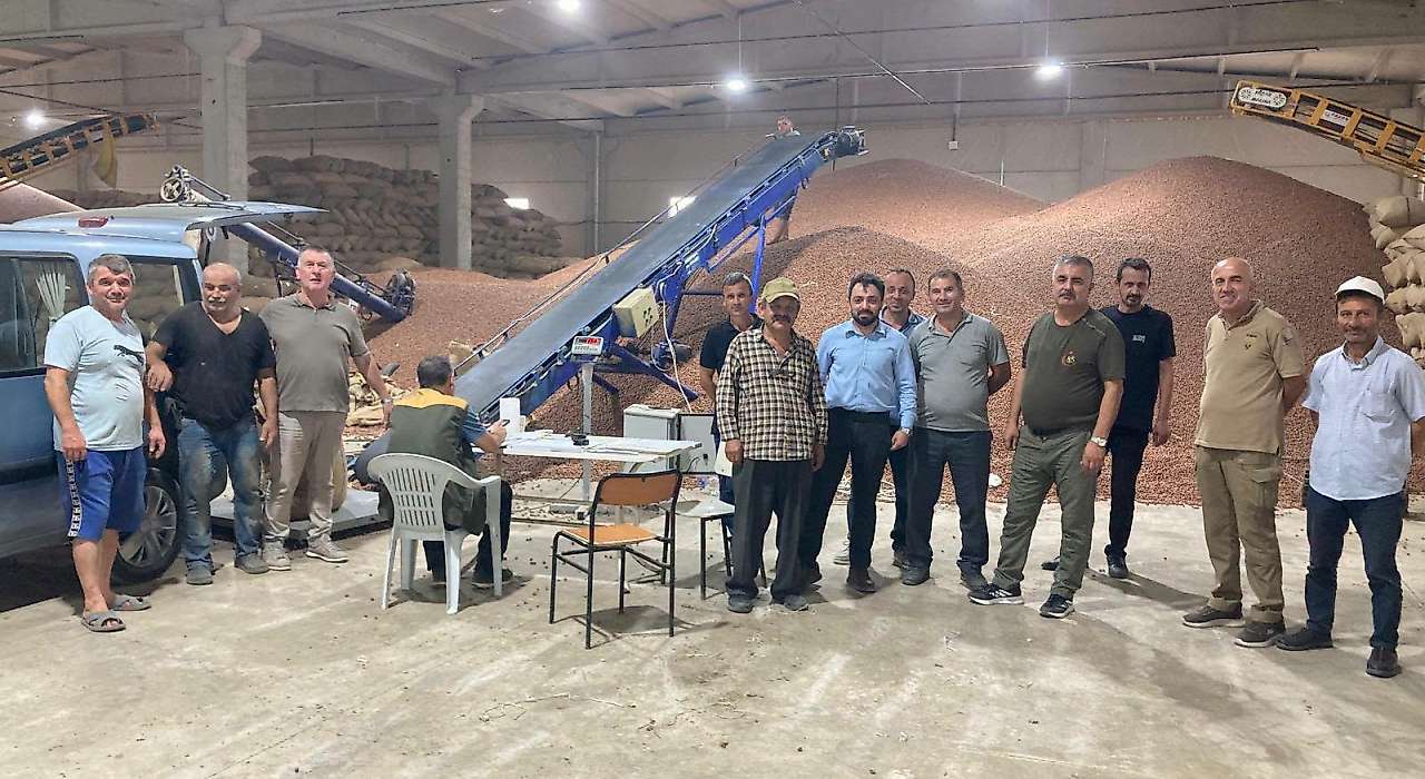 Çarşamba'da Üretici TMO'ya Fındığını Teslim Ediyor