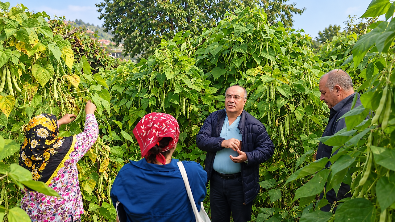 Samsun'un Nebiyan Fasulyesi Koruma Altına Alınıyor