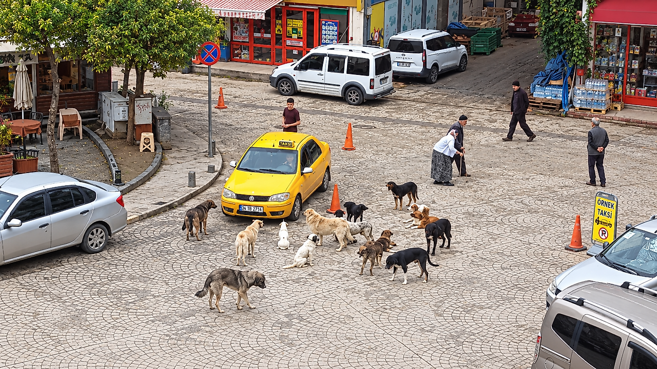 Sahipli Köpekleri Salıpazarı'na Bıraktılar: Ceza Gündemde