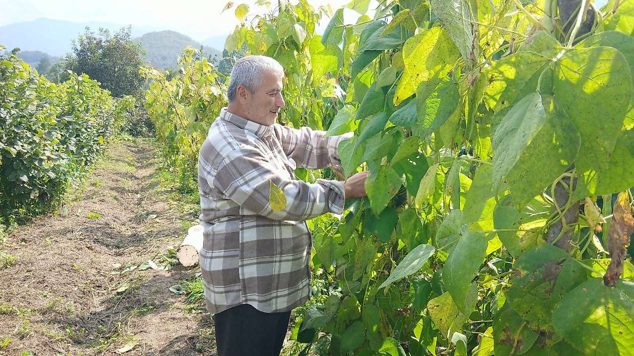Samsun'un Nebiyan Fasulyesi Koruma Altına Alınıyor