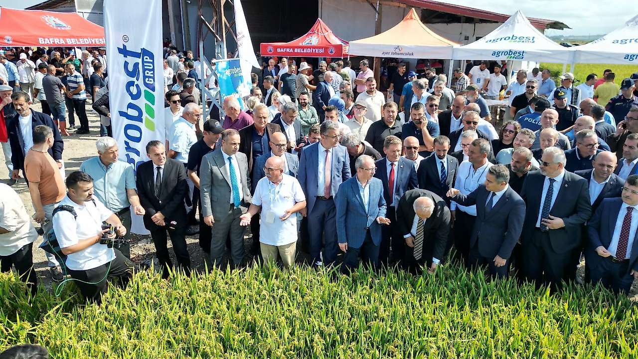 Bafra'da Türkiye'de Bir İlk: Çeltik Ağası 400 Bin Lirayla Seçildi