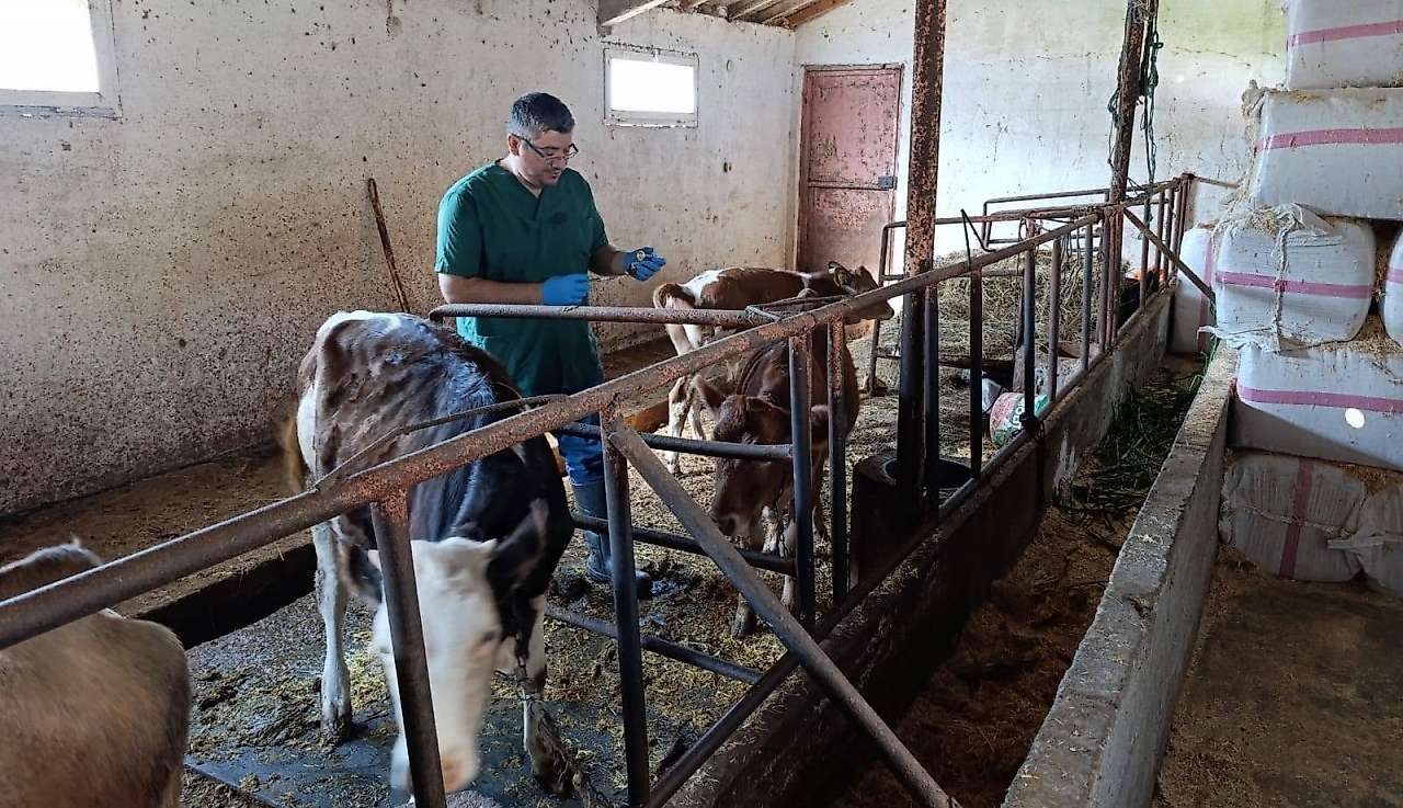 Salıpazarı'nda Şap Hastalığına Karşı Koruyucu Aşılama Devam Ediyor