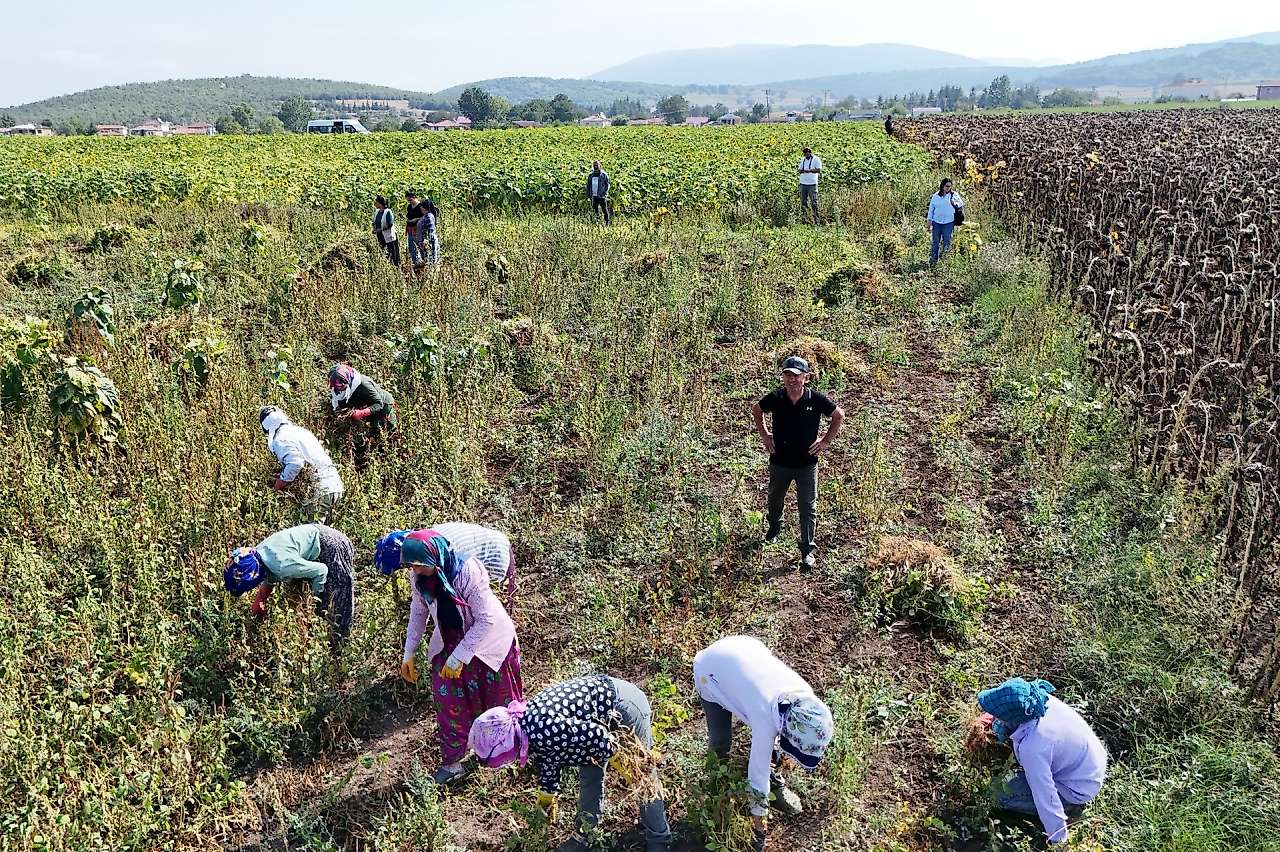 Ladik Fasulyesi Tarladan Çıkıyor, Üretici Pazarı Düşünmüyor