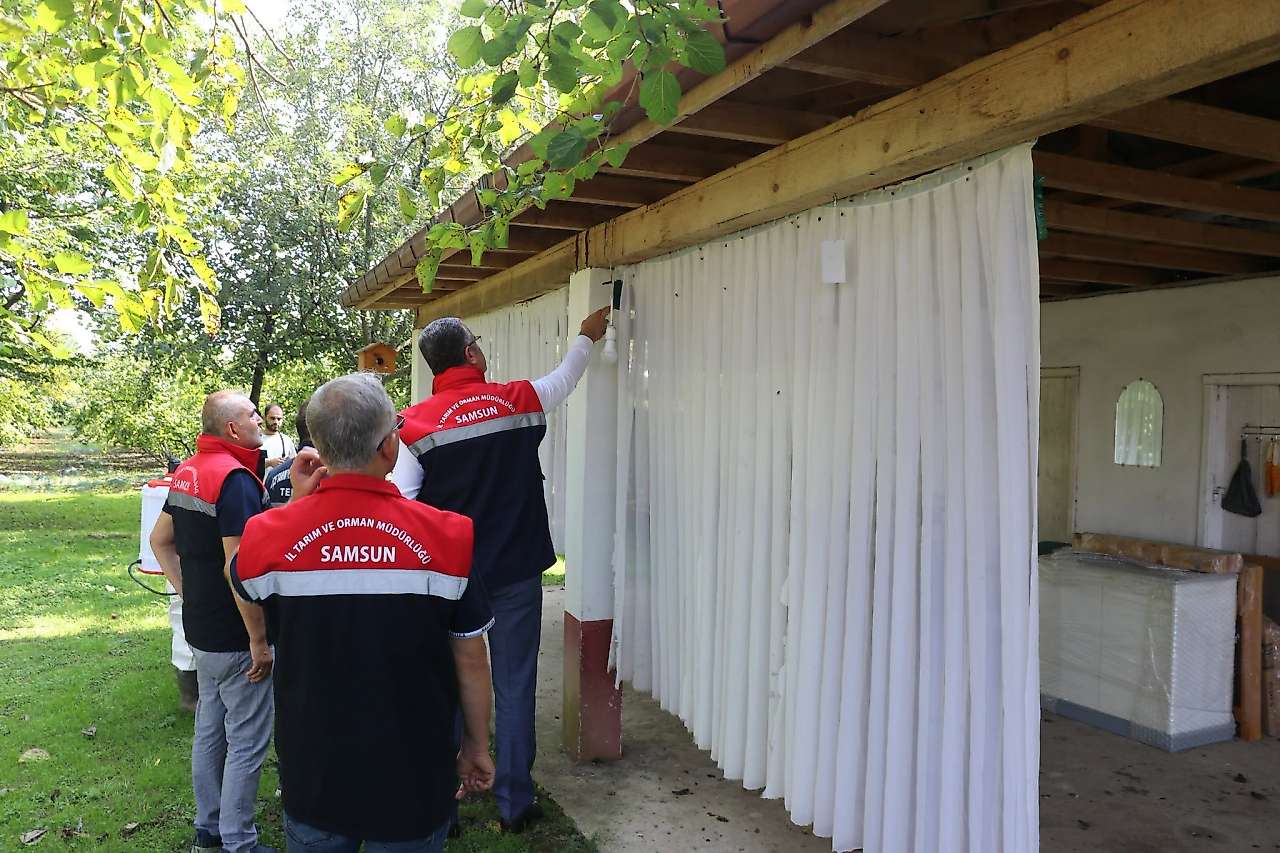 Samsun'da 26 Bin Feromonla Kokarca Mücadelesi