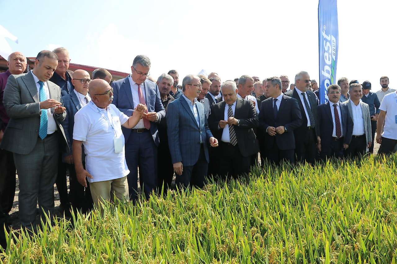 Bafra'da Türkiye'de Bir İlk: Çeltik Ağası 400 Bin Lirayla Seçildi