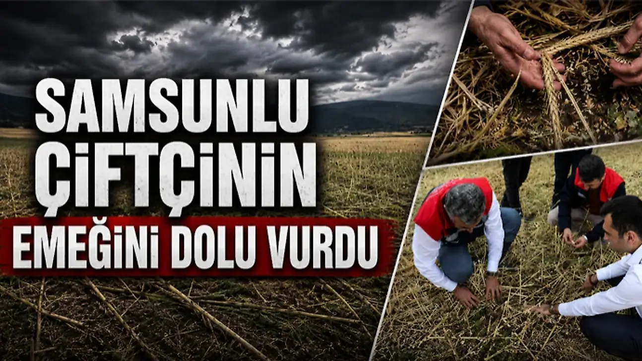 Samsunlu Çiftçinin Emeğini Dolu Vurdu