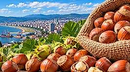 Fındık Fiyatları 26 Eylül: Samsun'da Piyasa Durağan