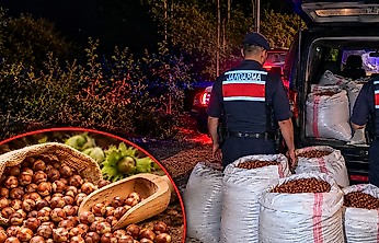 Çarşamba'da Jandarmadan Fındık Hırsızlarına Suçüstü Baskın