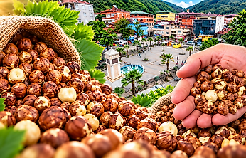 Çarşamba, Terme ve Salıpazarı Fındık Fiyatları 22 Ekim