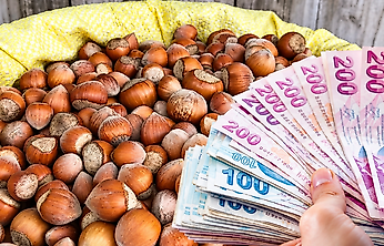 Fındık fiyatları 20 Ekim: Çarşamba, Terme ve Salıpazarı