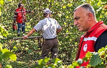 Özdal: Doğru Budama Fındıkta Verim ve Kaliteyi Artırır