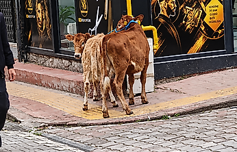 Salıpazarı'nda Hayvanlar Doğal Gaz Borusuna Bağlandı!