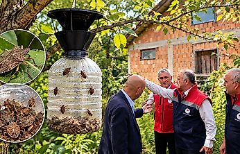 Salıpazarı'nda Kahverengi Kokarcaya Karşı Cezbet-Öldür Yöntemi