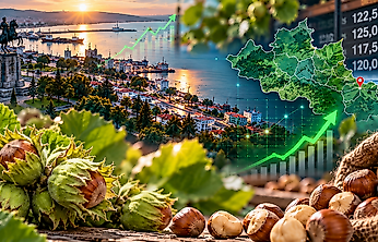 Samsun'da Fındık Fiyatları 26 Ekim: İlçe İlçe Son Durum