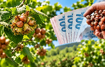 Samsun'da Fındık Fiyatları Çakıldı! İşte Güncel Rakamlar