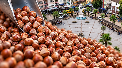 29 Ekim Fındık Fiyatları Açıklandı! Salıpazarı'nda Son Durum