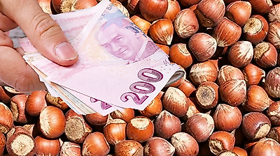 Çarşamba, Terme ve Salıpazarı'nda fındık kaç TL oldu?