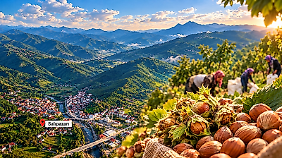 Fındık fiyatları neden artmıyor? Samsun'da bekleyiş sürüyor
