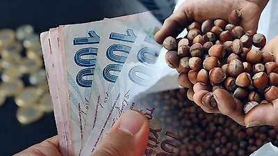 Fındık Haftaya Nasıl Başladı? İlçe İlçe Fiyatlar