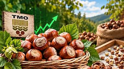 Fındıkta Fiyat Makası Açıldı! TMO İle Serbest Piyasa Arasında Büyük Fark