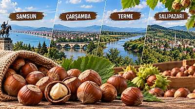 Fındıkta Günün Rakamları: Samsun, Çarşamba, Terme ve Salıpazarı