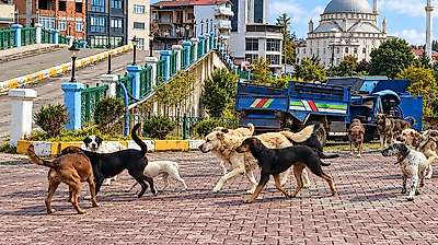 Sahipli Köpekleri Salıpazarı'na Bıraktılar: Ceza Gündemde