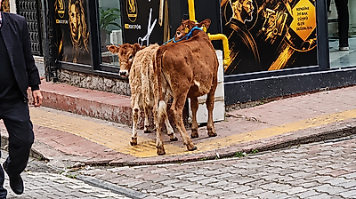 Salıpazarı'nda Hayvanlar Doğal Gaz Borusuna Bağlandı!