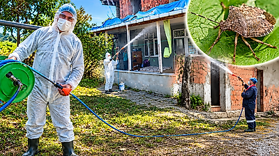 Salıpazarı'nda Kahverengi Kokarcaya Karşı İlaçlama Sürüyor