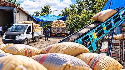 Salıpazarı Üreticisi TMO'ya Yöneldi: Günde 100 Ton Alım
