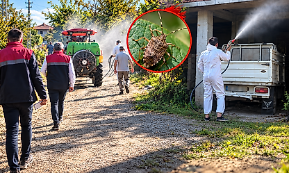 Çarşamba'da kahverengi kokarca alarmı! İlaçlama başladı