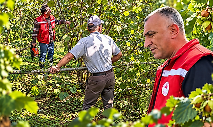 Özdal: Doğru Budama Fındıkta Verim ve Kaliteyi Artırır