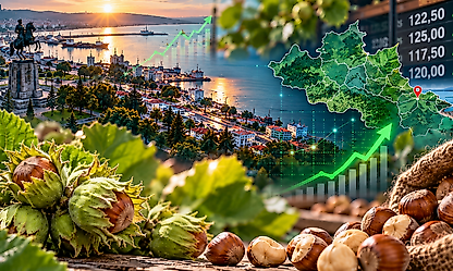 Samsun'da Fındık Fiyatları 26 Ekim: İlçe İlçe Son Durum