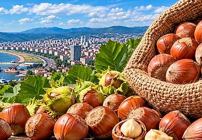 Fındık Fiyatları 26 Eylül: Samsun'da Piyasa Durağan