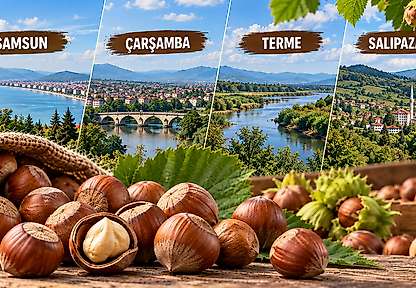 Fındıkta Günün Rakamları: Samsun, Çarşamba, Terme ve Salıpazarı