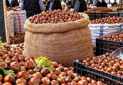 Fındıkta Tabela Başka, Piyasa Başka: Tüccar 165 TL'den Alıyor