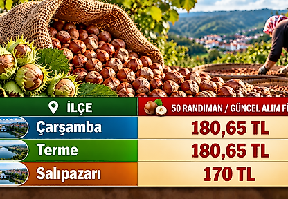Salıpazarı'nda fındık 170 TL: Çarşamba ve Terme'de son durum