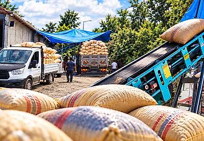 Salıpazarı Üreticisi TMO'ya Yöneldi: Günde 100 Ton Alım