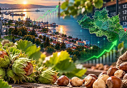 Samsun'da Fındık Fiyatları 26 Ekim: İlçe İlçe Son Durum